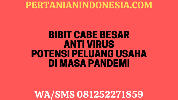 Bibit Cabe Besar Anti Virus Potensi Peluang Usaha Di Masa Pandemi